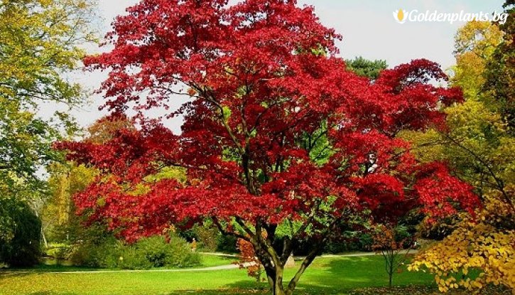 Снимка Червен дъб /Quercus Rubra/