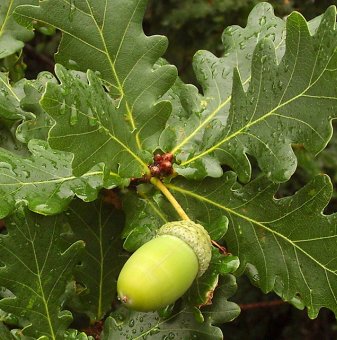 Обикновен дъб /Quercus robur/