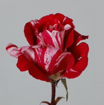 Роза рисувана - на гол корен