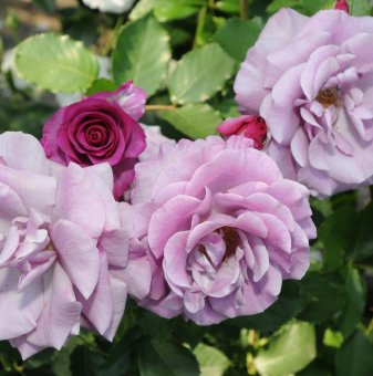 Роза лилава катерлива - на гол корен
