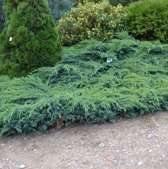 Юниперус Blue Carpet / Juniperus Blue Carpet /