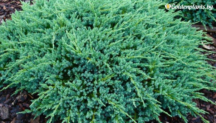 Снимка Юниперус Blue Carpet / Juniperus Blue Carpet /