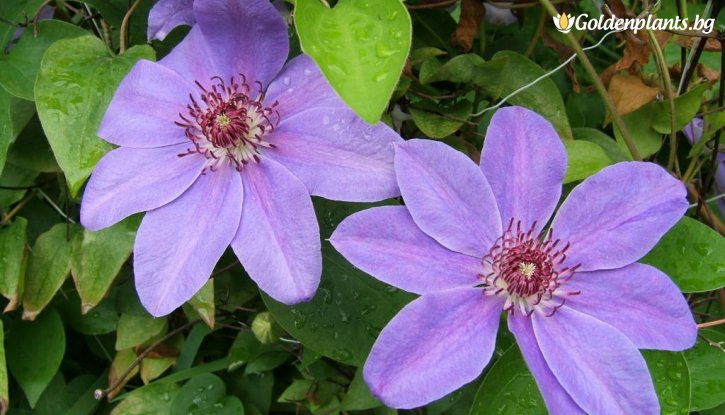 Снимка Клематис Балтик  /Clematis baltyk/ 