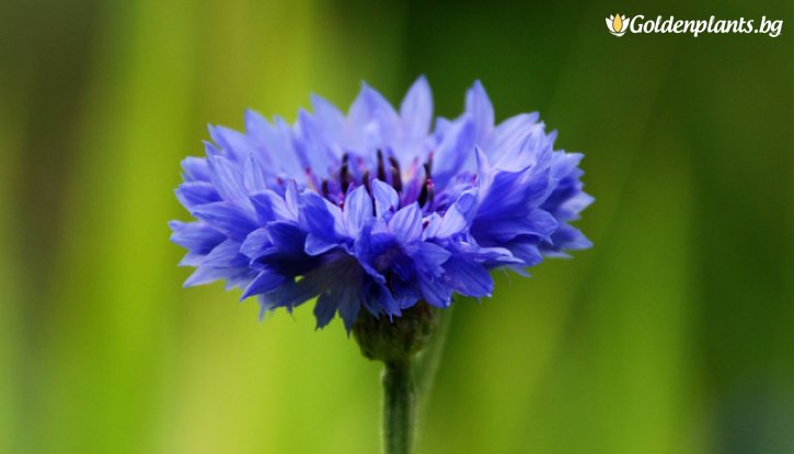 Снимка Синя метличина /Centaurea cyanus/