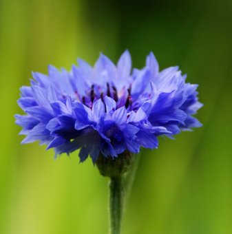 Синя метличина /Centaurea cyanus/