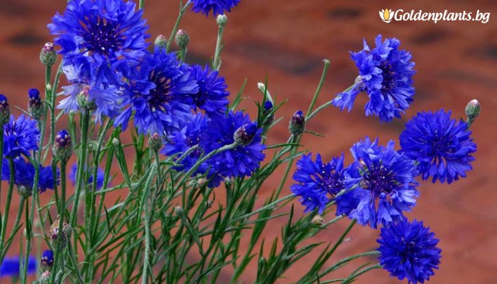 Снимка Синя метличина /Centaurea cyanus/