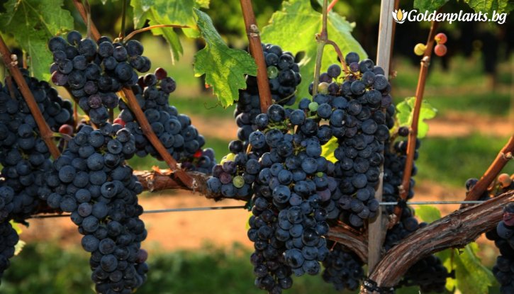 Снимка Лоза сорт Каберне Фран /cabernet franc/- Средно късно зреещ