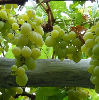 Лоза сорт Брестовица - бял десертен сорт грозде - ранно зреещ ..