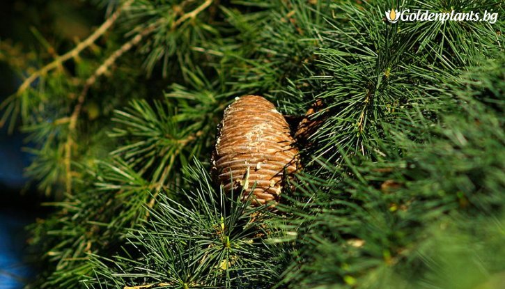 Снимка Хималайски кедър /Cedrus deodara/