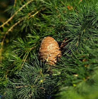 Хималайски кедър /Cedrus deodara/