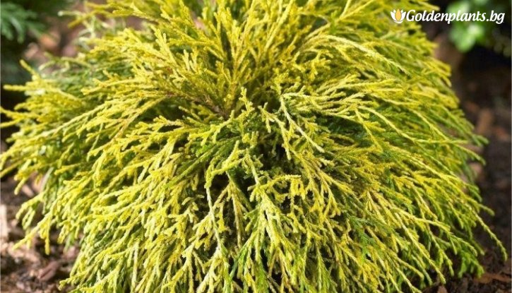 Снимка Грахов Лъжекипарис / Chamaecyparis pisifera Sungold /