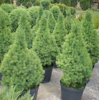 Конусовиден Смърч / Picea abies Conica / - 10-15 см...