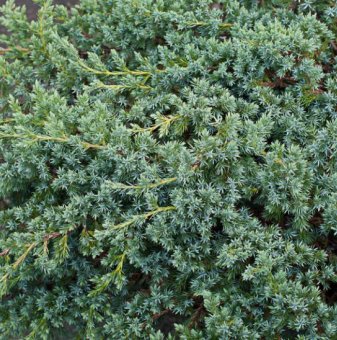 Юниперус Blue Swede-Hunnetorp /Juniperus Blue Swede-Hunnetorp/ ..