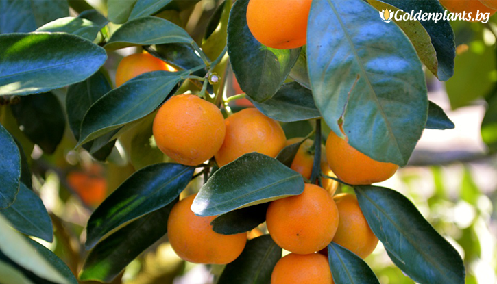 Снимка Мандарина /Citrus reticulata/