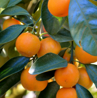 Мандарина /Citrus reticulata/