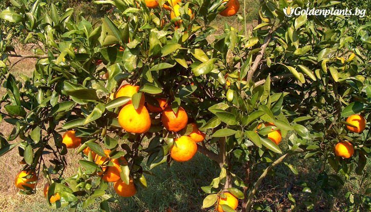 Снимка Мандарина /Citrus reticulata/