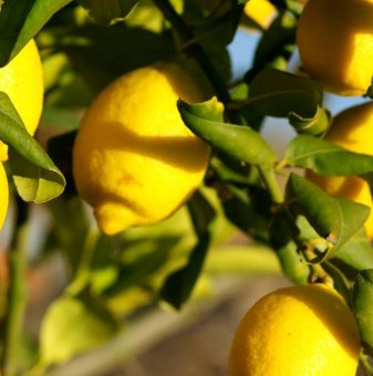 Лимон /Citrus Limon/