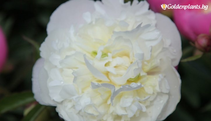 Снимка Божур Херцогиня на Немур / Paeonia Duchesse de Nemours /