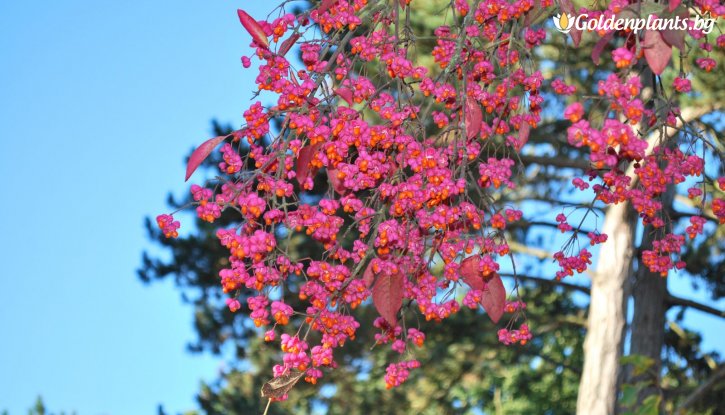 Снимка Евонимус Червена Каскада /Euonymus europaeus Red Cascade/ 