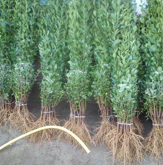 10бр. Вечнозелен Лигуструм 40-80 см /Ligustrum Ovalifolium/ на гол корен..