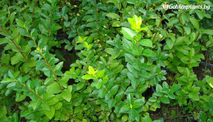 Снимка 10бр. Вечнозелен Лигуструм 40-80 см /Ligustrum Ovalifolium/ на гол корен