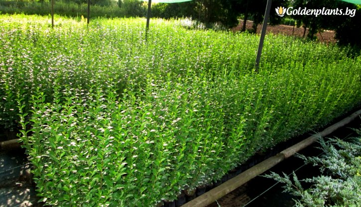Снимка 10бр. Вечнозелен Лигуструм 40-80 см /Ligustrum Ovalifolium/ на гол корен