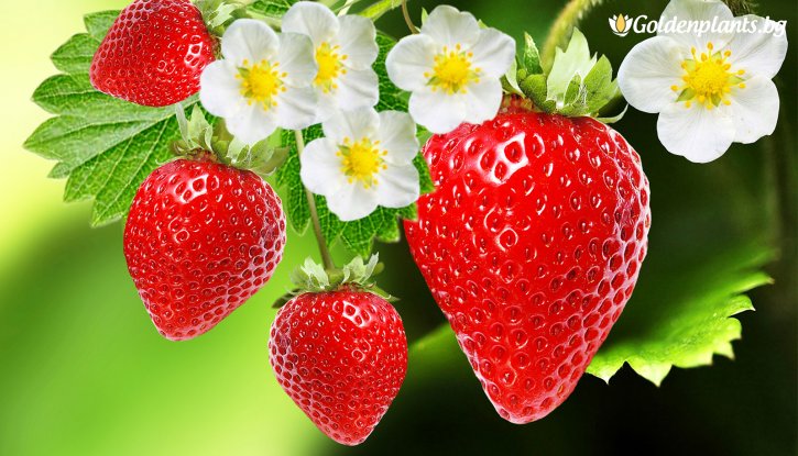 Снимка Ягода даваща плод целогодишно /Strawberry/