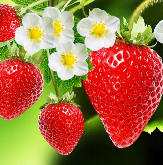 Ягода даваща плод целогодишно /Strawberry/