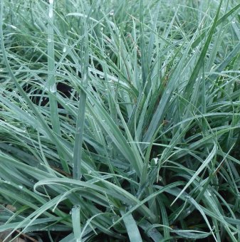 Син Карекс /Carex flacca Blue Zinger/