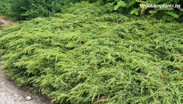 Снимка Юниперус Репанда /Juniperus communis Repanda/