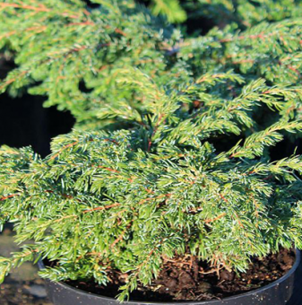 Юниперус Репанда /Juniperus communis Repanda/