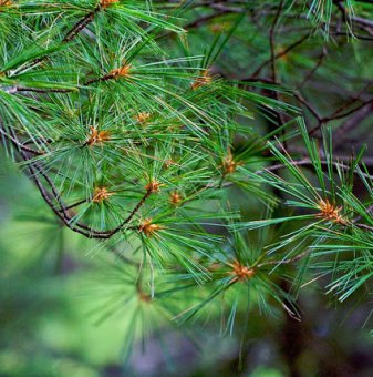 Веймутов Бор /Pinus Strobus/