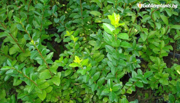 Снимка 10бр. Лигуструм вечнозелен 20-40 см /Ligustrum Ovalifolium/ на гол корен