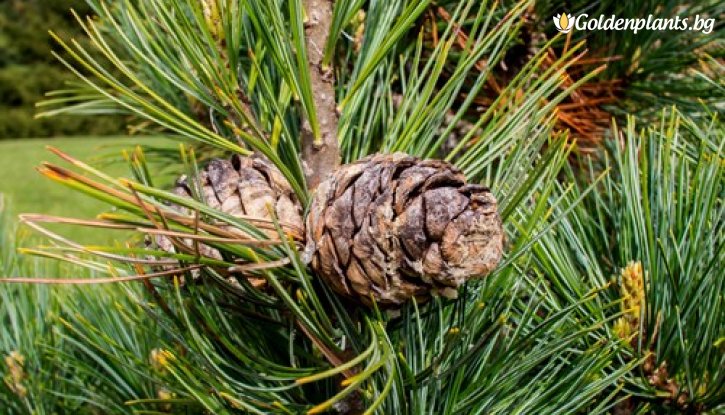 Снимка Европейски бор / Pinus cembra /