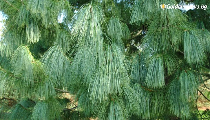 Снимка Хималайски бор / Pinus wallichiana /