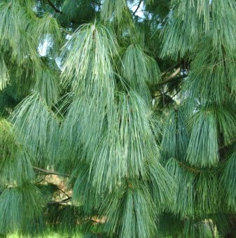 Хималайски бор / Pinus wallichiana /
