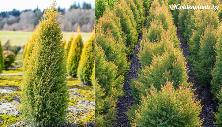 Снимка Юниперус Gold Cone / Juniperus Gold Cone /