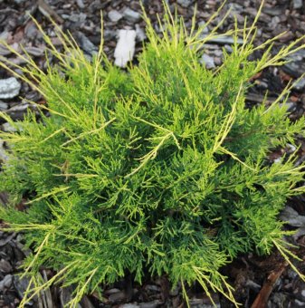 Юниперус Kuriwao Gold / Juniperus chin. Kuriwao Gold /..