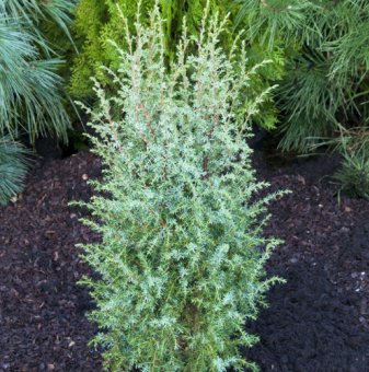 Юниперус Хиберника / Juniperus communis Hibernica /..
