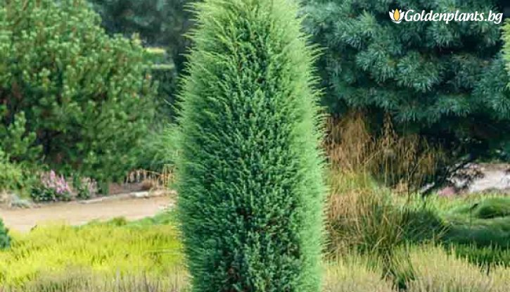 Снимка Юниперус Хиберника / Juniperus communis Hibernica /