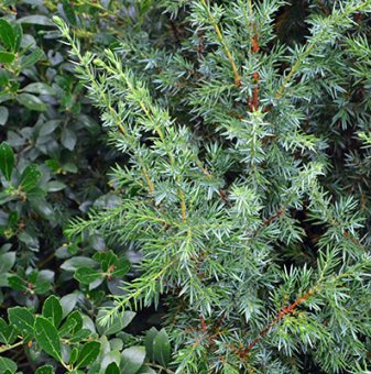 Юниперус Suecica / Juniperus comm. Suecica /