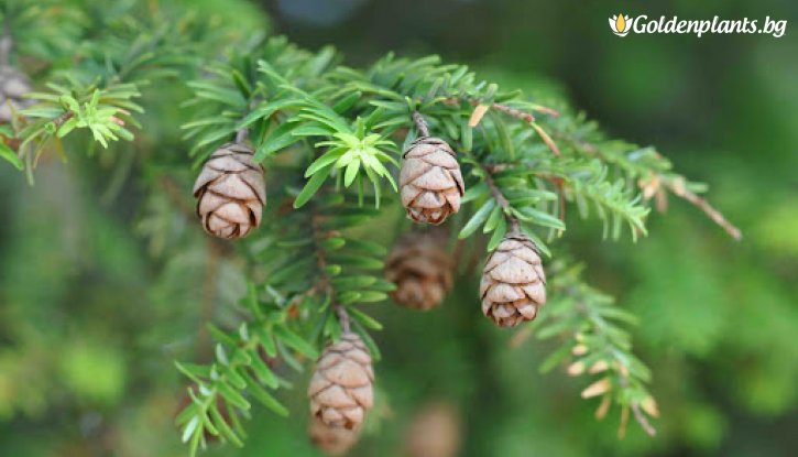 Снимка Канадска Цуга / Tsuga canadensis / Eastern hemlock /