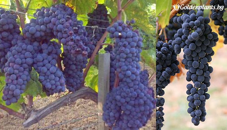 Снимка Лоза сорт Мелник 55 - хибриден, винен сорт грозде -  ранно зреещ