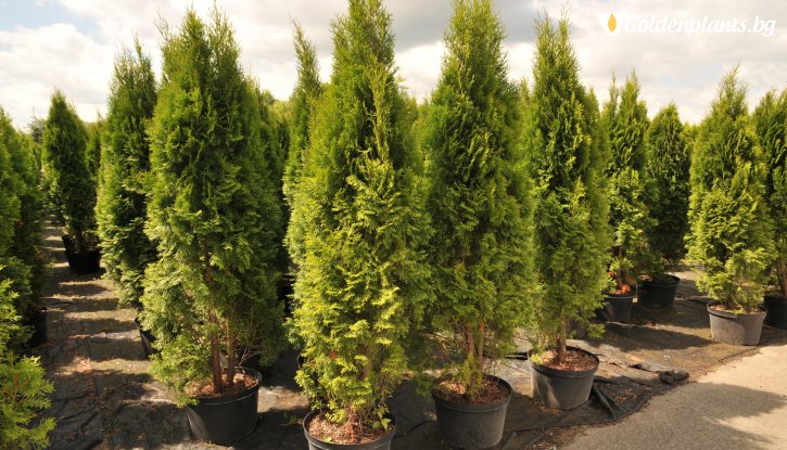 Снимка Западна Туя Фастигиата /Thuja occidentalis Fastigiata/