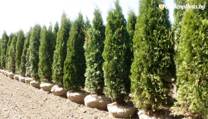 Снимка Западна Туя Фастигиата /Thuja occidentalis Fastigiata/