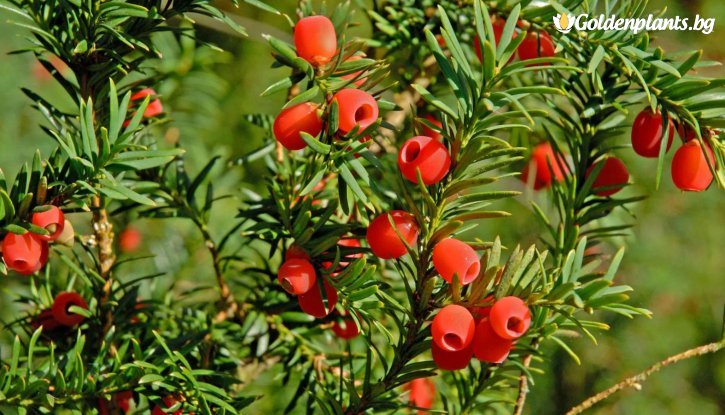 Снимка Тис, Таксус / Taxus baccata fastigiata /