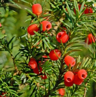 Тис, Таксус / Taxus baccata fastigiata /