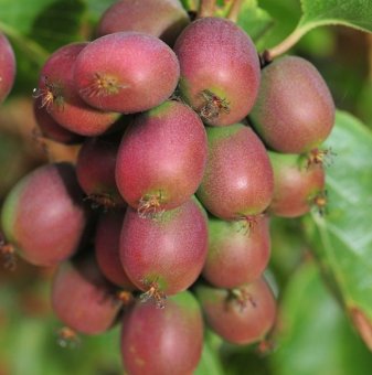 Киви Анастасия / Actinidia arguta Ananasnaya / - женско..