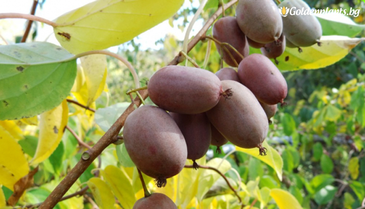 Снимка Пурпурно Киви / Actinidia arguta Purpurna Sadowa / - женско