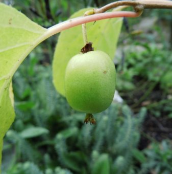 Киви Рогов / Actinidia arguta Rogów / - женско